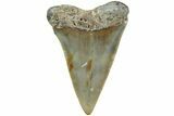 Fossil Broad-Toothed Mako Shark Tooth - North Carolina #235181-1